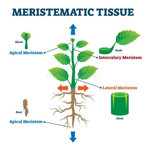 Meristematic Tissue Vector Illustration. Labeled Educational Plant ...