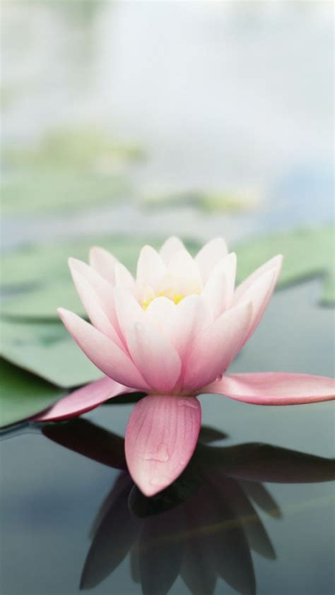 Apple Lotus Flower Wallpaper | Flower iphone wallpaper, Lotus flower wallpaper, Original iphone ...