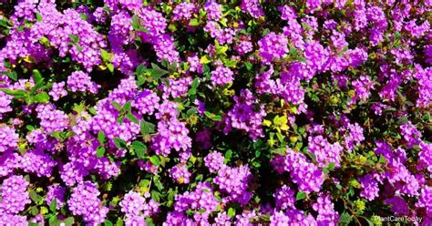 Purple Trailing Lantana Care: How To Grow Lantana Montevidensis | Li Linguas