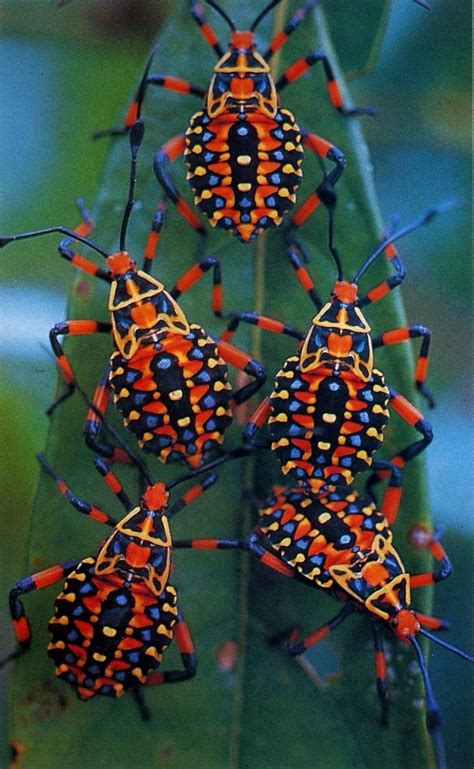 Bugs! From South Africa! | Vreemde dieren, Insecten, Kleurrijke dieren