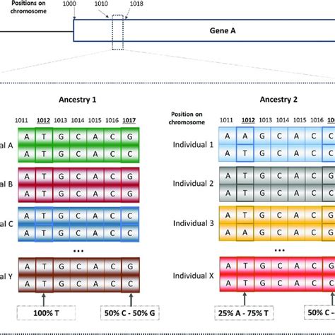 Variation involving 0.1% of the human genome. (A) Proportion of human ...