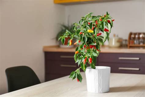 Guide to Pepper Seed Germination: Tips & Troubleshooting | Spicy Exchange