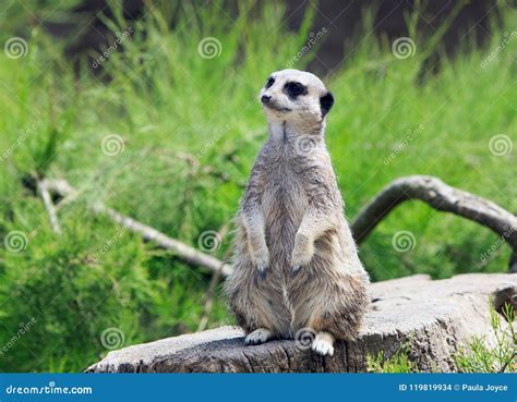 African Meerkat Looking for Predators Against a Lush Green Grass ...