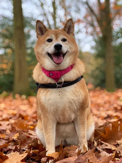 Mini Shiba Inu Dogs | Small & Spirited Pets