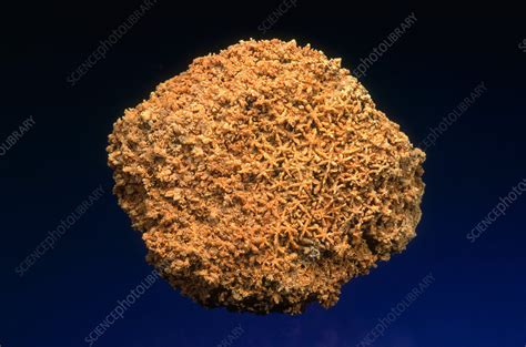 Sponge Fossil - Stock Image - E442/0702 - Science Photo Library