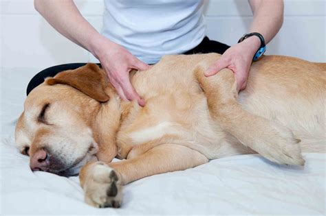 What Is Dog Massage Therapy