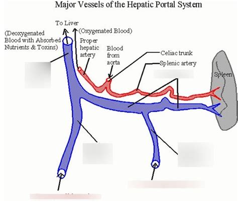 Major Vessels of the Hepatic Portal System Diagram | Quizlet