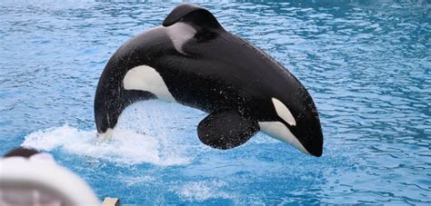 PETA Prime: New Orca Documentary 'Long Gone Wild' Has SeaWorld Scared