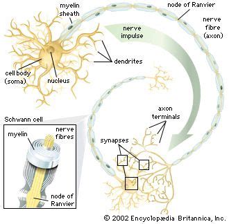 Oligodendrocyte | physiology | Britannica.com