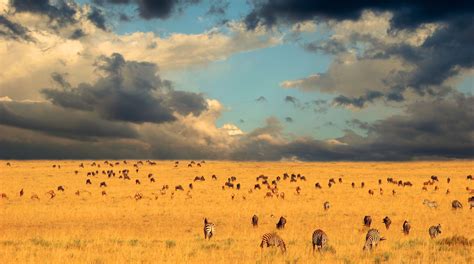 Serengeti National Park Wallpapers - Wallpaper Cave