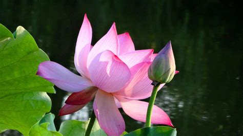 Flower dishes on the menu in Yunnan | Colorful Yunnan