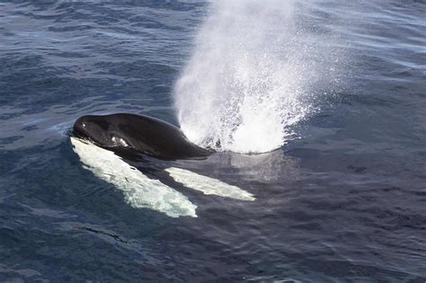 Cooperative prey hunting and sharing observed in Norwegian seal-eating killer whales