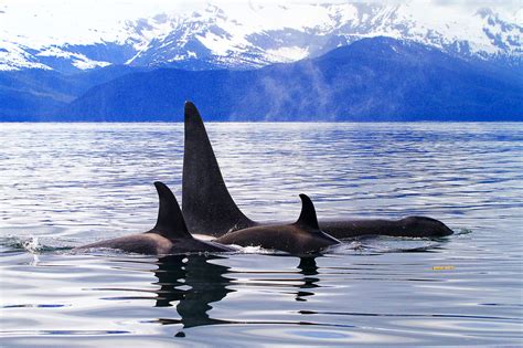 Satellite Tagging Research on Killer Whales in Alaska | NOAA Fisheries