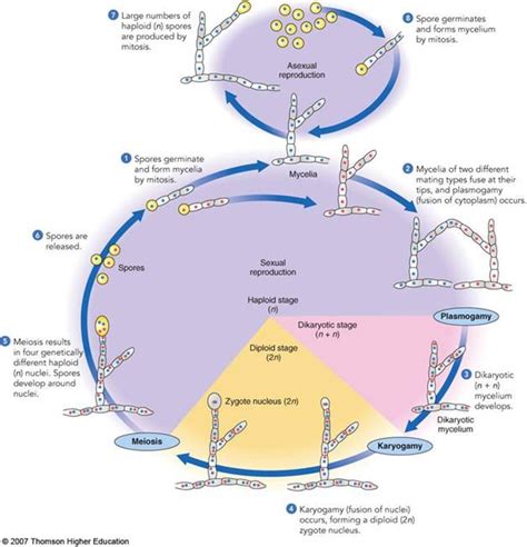 Introduction - Biota