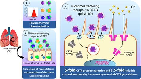 Non-viral mediated gene therapy in human cystic fibrosis airway epithelial cells recovers ...