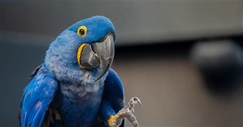 National Aquarium - Hyacinth Macaw