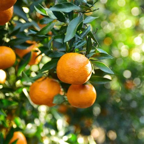 Florida Orlando Tangelo Trees For Sale | Backyard Citrus Trees