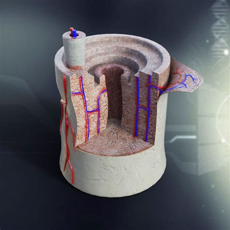 Human Bone Anatomy 3D model | CGTrader