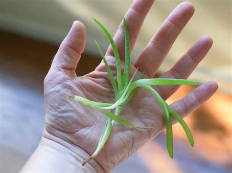 How To Plant Aloe Vera Pups