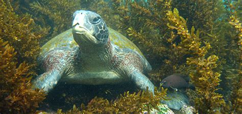 Galapagos Marine Reserve Creation ⋆ Galapagos Islands - Travel Guide