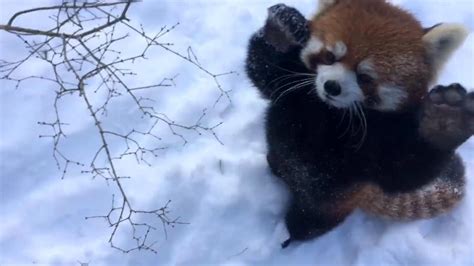 Red Pandas Play in the Snow