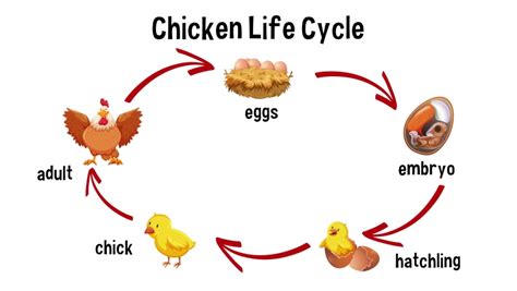 Chicken Egg Life Cycle Stock Video Footage - 4K and HD Video Clips | Shutterstock