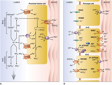 Urinary Acidification - Clinical Tree