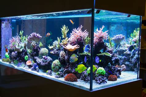 5 conseils pour avoir un aquarium récifal