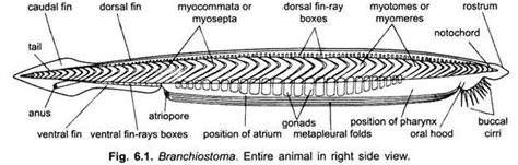 Branchiostoma ~ Everything You Need to Know with Photos | Videos