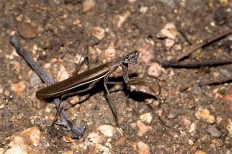 Praying Mantis Habitat: Exploring Where These Insects Dwell - Animal Sake