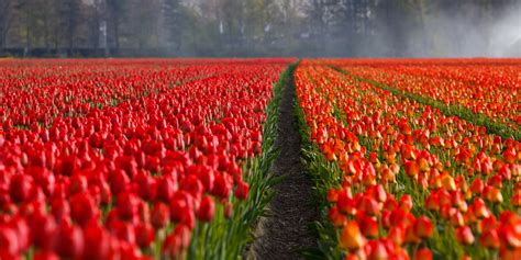 Pella Tulip Festival — American Classic Tours