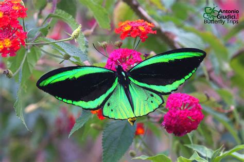 The Common Green Birdwing ♂ | Butterfly photos, Beautiful butterflies, Beautiful bugs