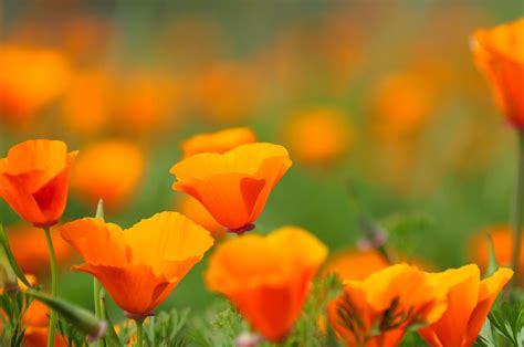 Different Types of Orange Flowers