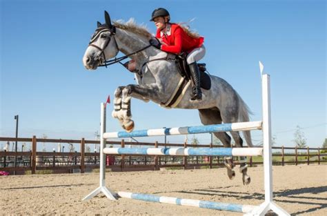 Best Horses for Jumping | PetGuide