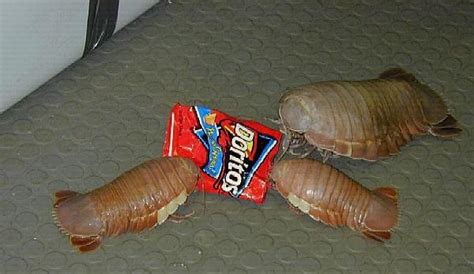 Giant Isopod | UnAnything Wiki | FANDOM powered by Wikia