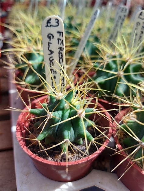 Ferocactus Glaucescens — Williams Cactus