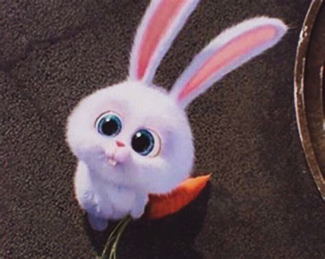 Pin by Murtadanazeem on memes | Cute bunny cartoon, Rabbit wallpaper ...