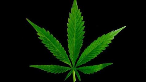 Weed Leaf In Black Background HD Weed Wallpapers | HD Wallpapers | ID #44289