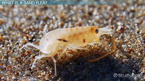 Sand Flea Bites: Symptoms & Treatment - Video & Lesson Transcript ...