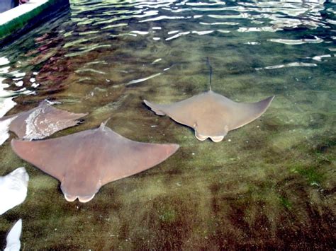 Cownose Stingray – "OCEAN TREASURES" Memorial Library