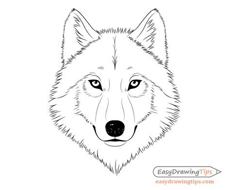 How to Draw a Wolf Face & Head Step by Step - EasyDrawingTips