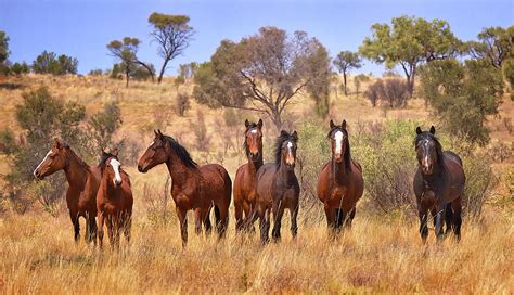 Wild Horses Australia by Robert Mcrobbie