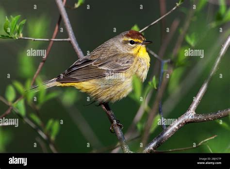 Palm warbler during spring migration Stock Photo - Alamy