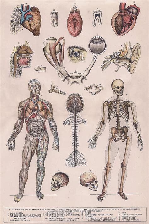 Physiology Diagrams Of The Human Body Drawing By Victorian Engraver | Sexiz Pix