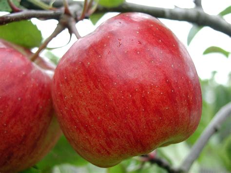 Free picture: two, red apples