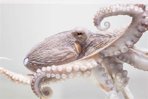 Octopus Lifespan: How Long Do Octopuses Live?