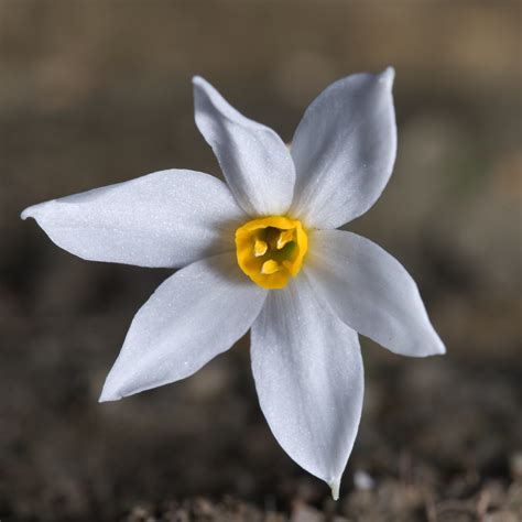 Wild Narcissus / Daffodil | Probably Narcissus obsoletus in … | Flickr