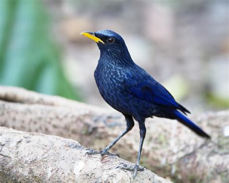 Blue whistlingthrush (Myophonus caeruleus)