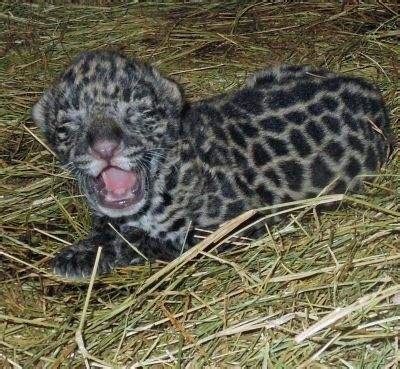 Baby Jaguar at Florida Zoo - Animal Fact Guide