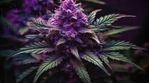 5 Best Dark Purple Weed Strains - Dutch Seeds Shop